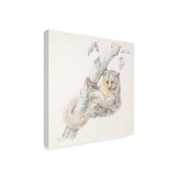 Beverly Doyle 'Lemur On Brach' Canvas Art,18x18